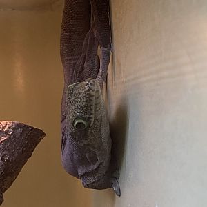 Reptile House - Standing's day gecko 190622