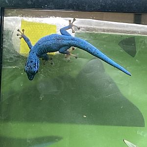 Reptile House - Williams' electric blue gecko 190622