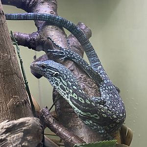 Reptile House - Blue tree monitor 190622