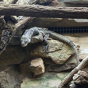 Reptile House - Utila spinytail iguana 190622