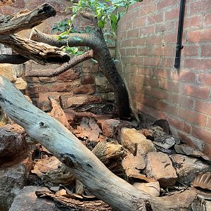 Reptile House - Cuban tree boa exhibit 190622