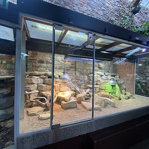 Reptile House - Leptiens spiny-tailed lizard exhibit 190622