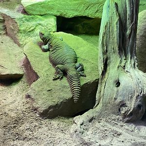 Reptile House - Leptiens spiny-tailed lizard 190622