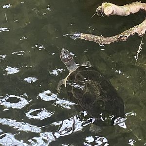 Reptile House - Malaysian giant pond turtle 190622