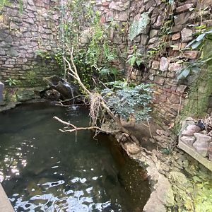 Reptile House - Malaysian giant pond turtle/Trinidad stream frog exhibit 190622