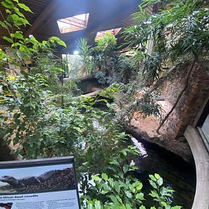 Reptile House - West African dwarf crocodile exhibit 190622