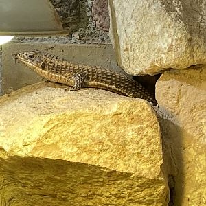 Reptile House - Sudan plated lizard 190622