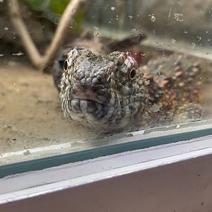 Reptile House - Chinese crocodile lizard exhibit 190622