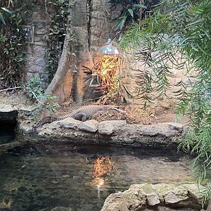 Reptile House - West African dwarf crocodile exhibit 190622