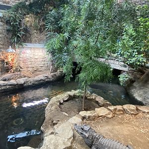 Reptile House - West African dwarf crocodile exhibit 190622