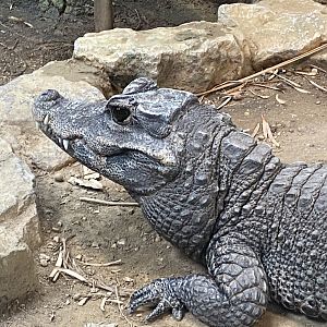 Reptile House - West African dwarf crocodile 190622