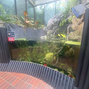 Reptile House - Aquarium exhibit 190622