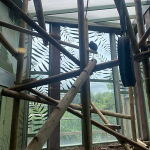 Lion-tailed macaque exhibit 190622