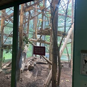 Black howler monkey exhibit 190622