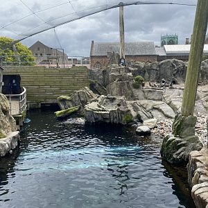 Seal and Penguin Coast 190622