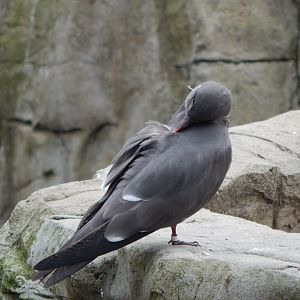 Seal and Penguin Coast - Inca tern 190622