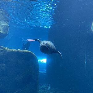 Seal and Penguin Coast - South American fur seal 190622