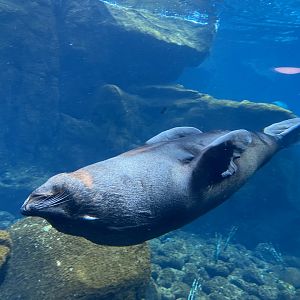 Seal and Penguin Coast - South American fur seal 190622