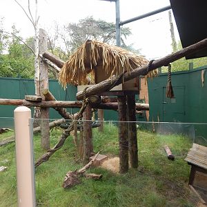 Goodfellow's tree kangaroo exhibit 190622