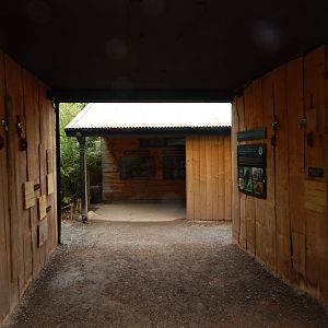 Goodfellow's tree kangaroo exhibit 190622