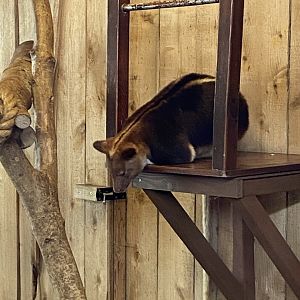 Goodfellow's tree kangaroo 190622
