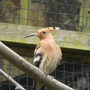 Eurasian hoopoe 190622