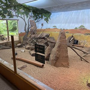 Meerkat Lookout 190622