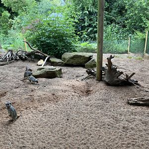 Meerkat Lookout 190622