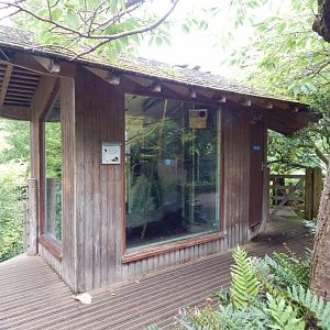 Golden-headed lion tamarin exhibit 190622