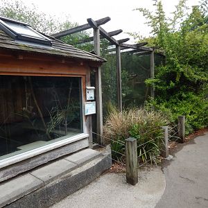 Lac Alaotra gentle lemur exhibit 190622