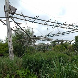 Agile gibbon island 190622