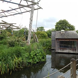 Agile gibbon exhibit 190622