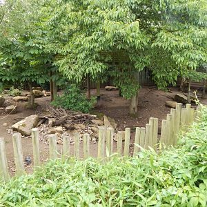 Visayan warty pig exhibit 190622