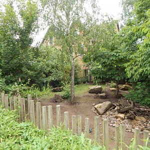 Visayan warty pig exhibit 190622