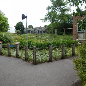 Western lowland gorilla exhibit 190622