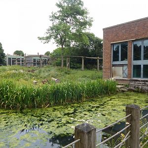 Western Lowland gorilla exhibit 190622