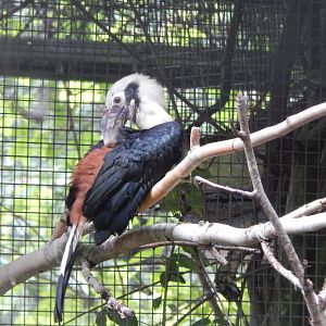 Visayan tarictic hornbill 190622