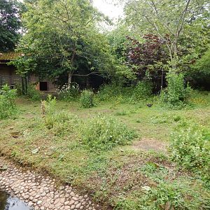 Patagonian mara exhibit 190622