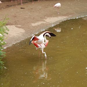 Greater flamingos 190622