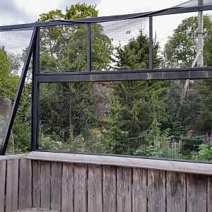 Great Grey owl aviary