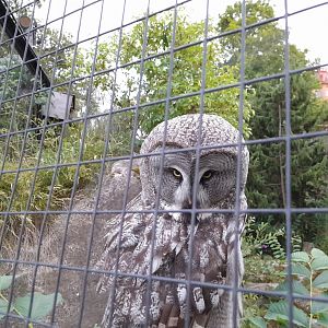 Great Grey owl (Strix nebulosa)
