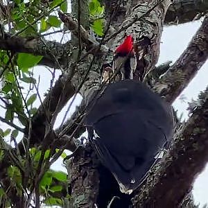 Up Close With America's Largest Woodpecker! - YouTube