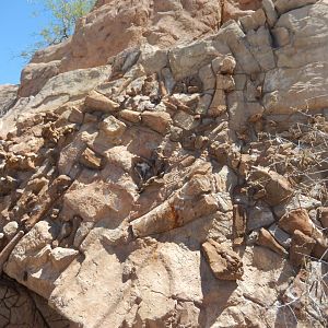 5/8/2022 - Sonorasaurus Fossil