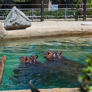 Hippos in their temporary home in Urban Jungle