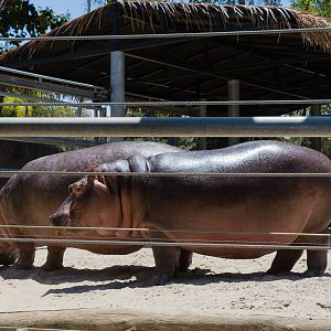 Hippos in their temporary home in Urban Jungle
