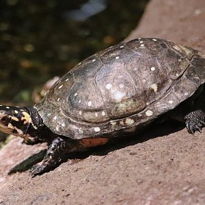 Spotted turtle (Clemmys guttata)