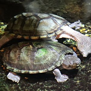 Razorback musk turtles (Sternotherus carinatus)