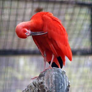 Scarlet Ibis