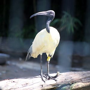 Black-headed Ibis (Threskiornis melanocephalus)