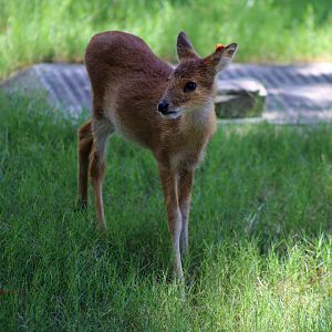 Juvenile Water Deer